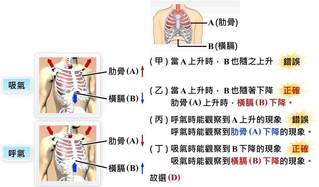 呼吸與氣體的恆定